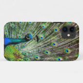 Stunning Pauw en veren foto accessoires Case-Mate iPhone Case (Achterkant (horizontaal))