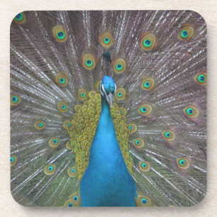 Stunning Peacock Bier Onderzetter