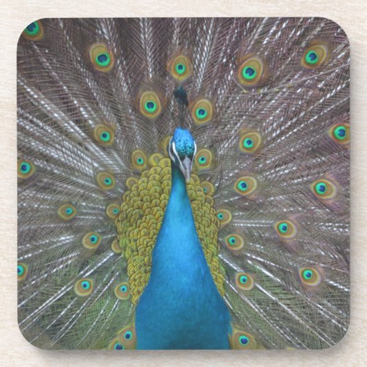 Stunning Peacock Bier Onderzetter (Voorkant)