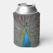Stunning Peacock Blikjeskoeler (Blikje Achterkant)