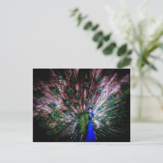 Stunning Peacock, Briefkaart (Staand voorkant)