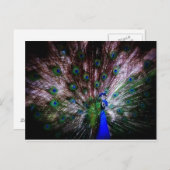 Stunning Peacock, Briefkaart (Voorkant / Achterkant)