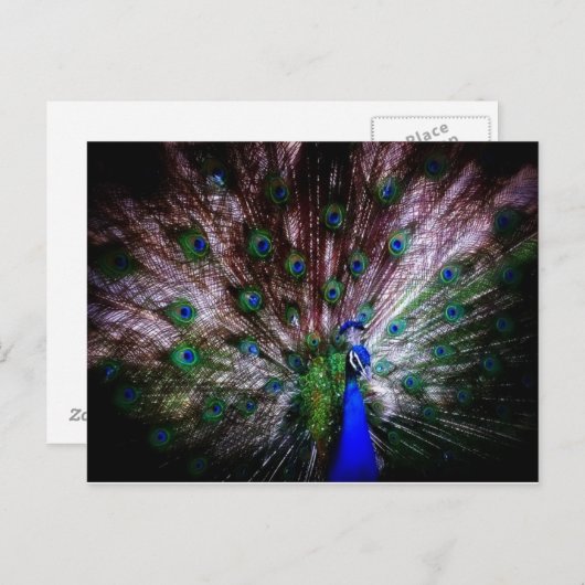 Stunning Peacock, Briefkaart (Voorkant / Achterkant)
