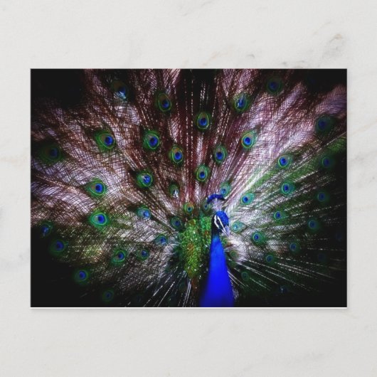 Stunning Peacock, Briefkaart (Voorkant)