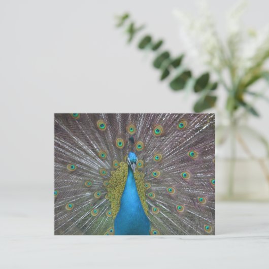 Stunning Peacock Briefkaart (Staand voorkant)