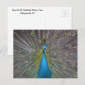 Stunning Peacock Briefkaart (Voorkant / Achterkant)