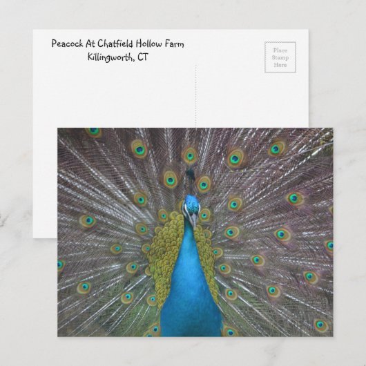 Stunning Peacock Briefkaart (Voorkant / Achterkant)