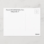 Stunning Peacock Briefkaart (Achterkant)