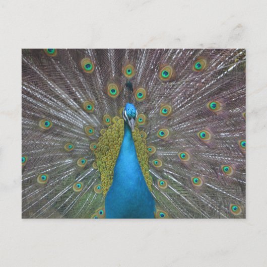 Stunning Peacock Briefkaart (Voorkant)