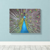 Stunning Peacock Canvas Afdruk (Insitu (Houten vloer))