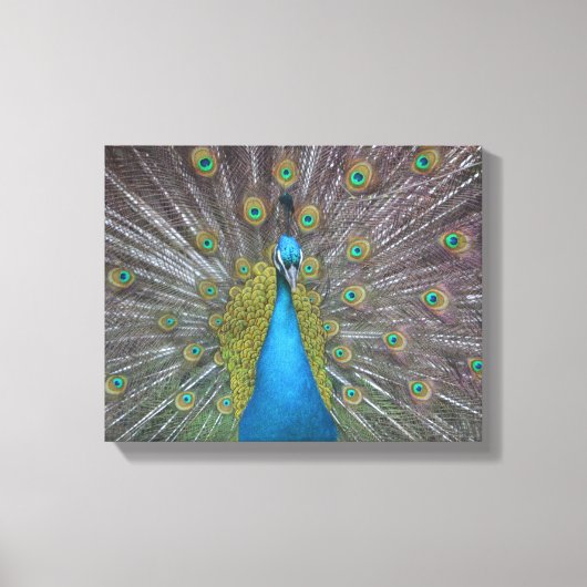 Stunning Peacock Canvas Afdruk (Voorkant)