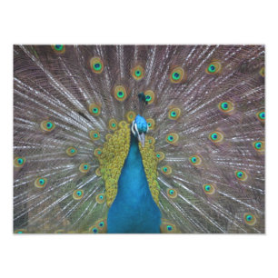 Stunning Peacock Foto Afdruk