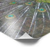 Stunning Peacock Foto Afdruk (Hoek)