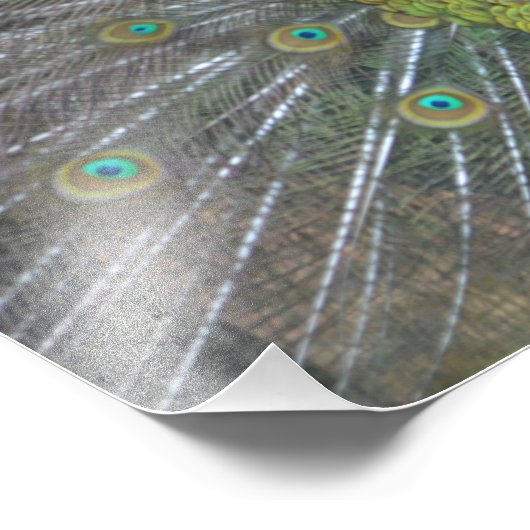 Stunning Peacock Foto Afdruk (Hoek)