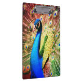 Stunning Peacock Foto Klembord (Rechts)