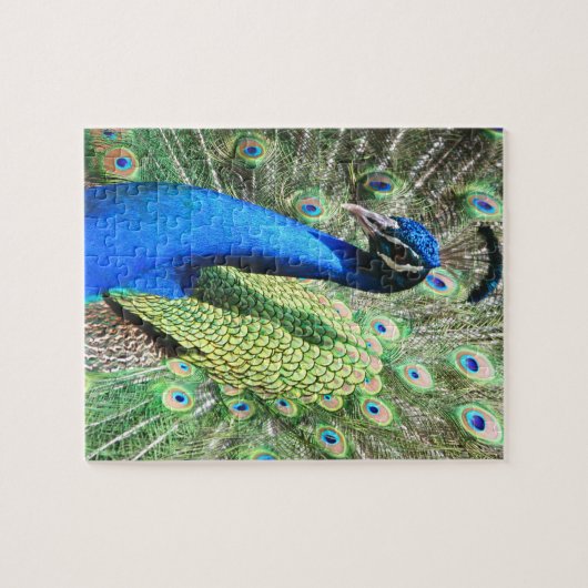 Stunning Peacock Foto Legpuzzel (Horizontaal)