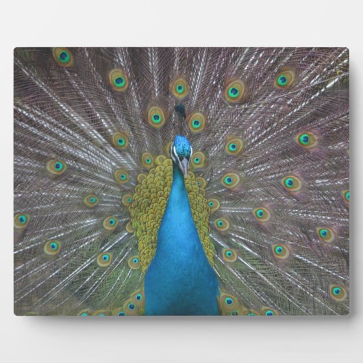 Stunning Peacock Fotoplaat (Voorkant)
