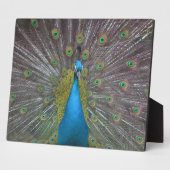 Stunning Peacock Fotoplaat (Zijkant)