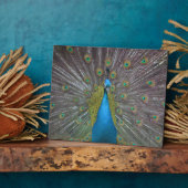 Stunning Peacock Fotoplaat (Zijkant)