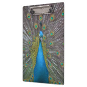 Stunning Peacock Klembord (Links)