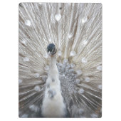 Stunning Peacock Klembord (Achterkant)