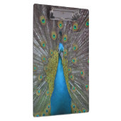 Stunning Peacock Klembord (Rechts)