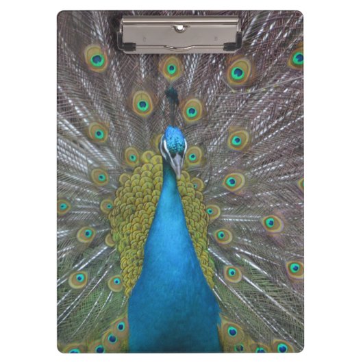 Stunning Peacock Klembord (Voorkant)