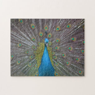 Stunning Peacock Legpuzzel