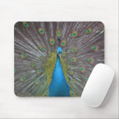 Stunning Peacock Muismat (Met muis)