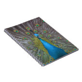Stunning Peacock Notitieboek (Rechterzijde)