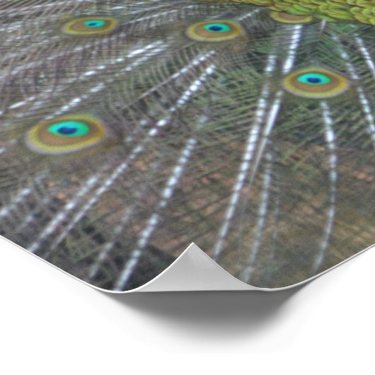 Stunning Peacock Poster (Hoek)