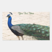 Stunning Peacock Rechthoekige Sticker (Voorkant)