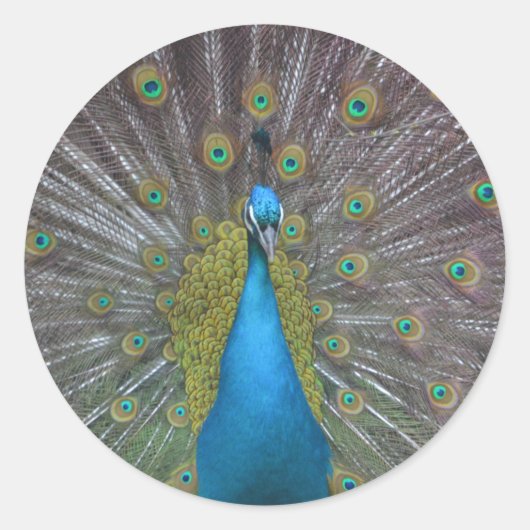 Stunning Peacock Ronde Sticker (Voorkant)