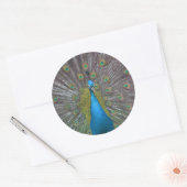 Stunning Peacock Ronde Sticker (Envelop)