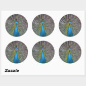 Stunning Peacock Ronde Sticker (Vel)
