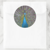 Stunning Peacock Ronde Sticker (Tas)