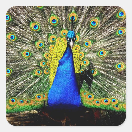 Stunning Peacock Stickers (Voorkant)