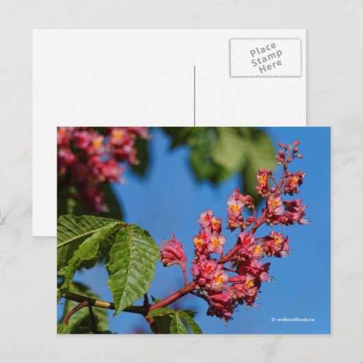 Stunning Pink Horse Chestnut Blossom Briefkaart (Voorkant / Achterkant)