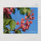 Stunning Pink Horse Chestnut Blossom Briefkaart (Voorkant)
