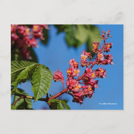Stunning Pink Horse Chestnut Blossom Briefkaart (Voorkant)