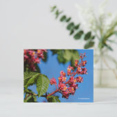 Stunning Pink Horse Chestnut Blossom Briefkaart (Staand voorkant)