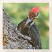 Stunning Portrait of Pileated Woodpecker on Tree Glazen Onderzetter (Voorkant)