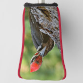 Stunning Portrait of Pileated Woodpecker on Tree Golfheadcover (Draai 90)