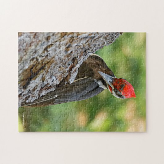 Stunning Portrait of Pileated Woodpecker on Tree Legpuzzel (Horizontaal)