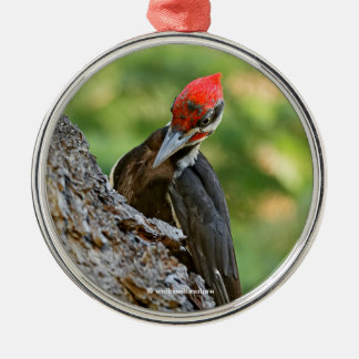Stunning Portrait of Pileated Woodpecker on Tree Metalen Ornament