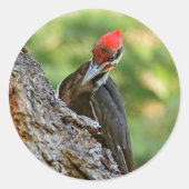 Stunning Portrait of Pileated Woodpecker on Tree Ronde Sticker (Voorkant)