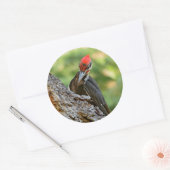Stunning Portrait of Pileated Woodpecker on Tree Ronde Sticker (Envelop)