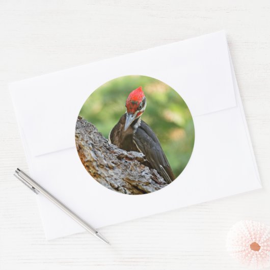 Stunning Portrait of Pileated Woodpecker on Tree Ronde Sticker (Envelop)