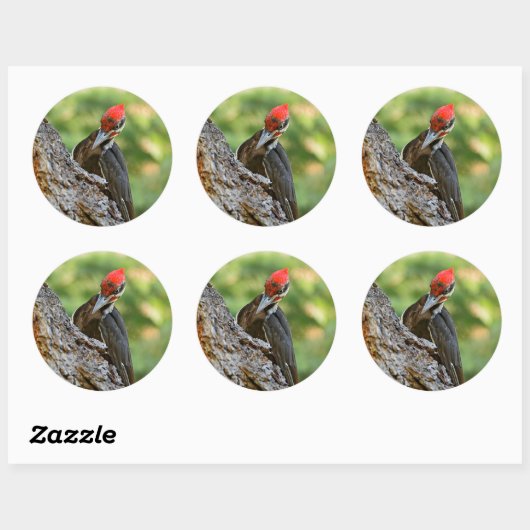 Stunning Portrait of Pileated Woodpecker on Tree Ronde Sticker (Vel)