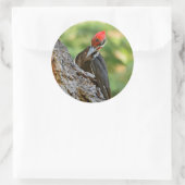 Stunning Portrait of Pileated Woodpecker on Tree Ronde Sticker (Tas)